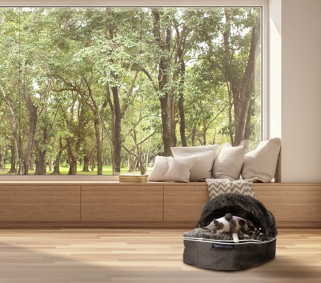 Cat sleeping in sunny bed