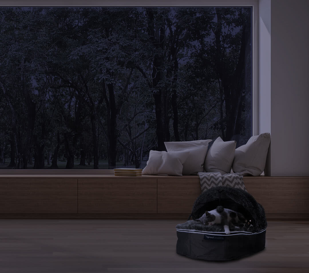 Cat sleeping in dawning bed